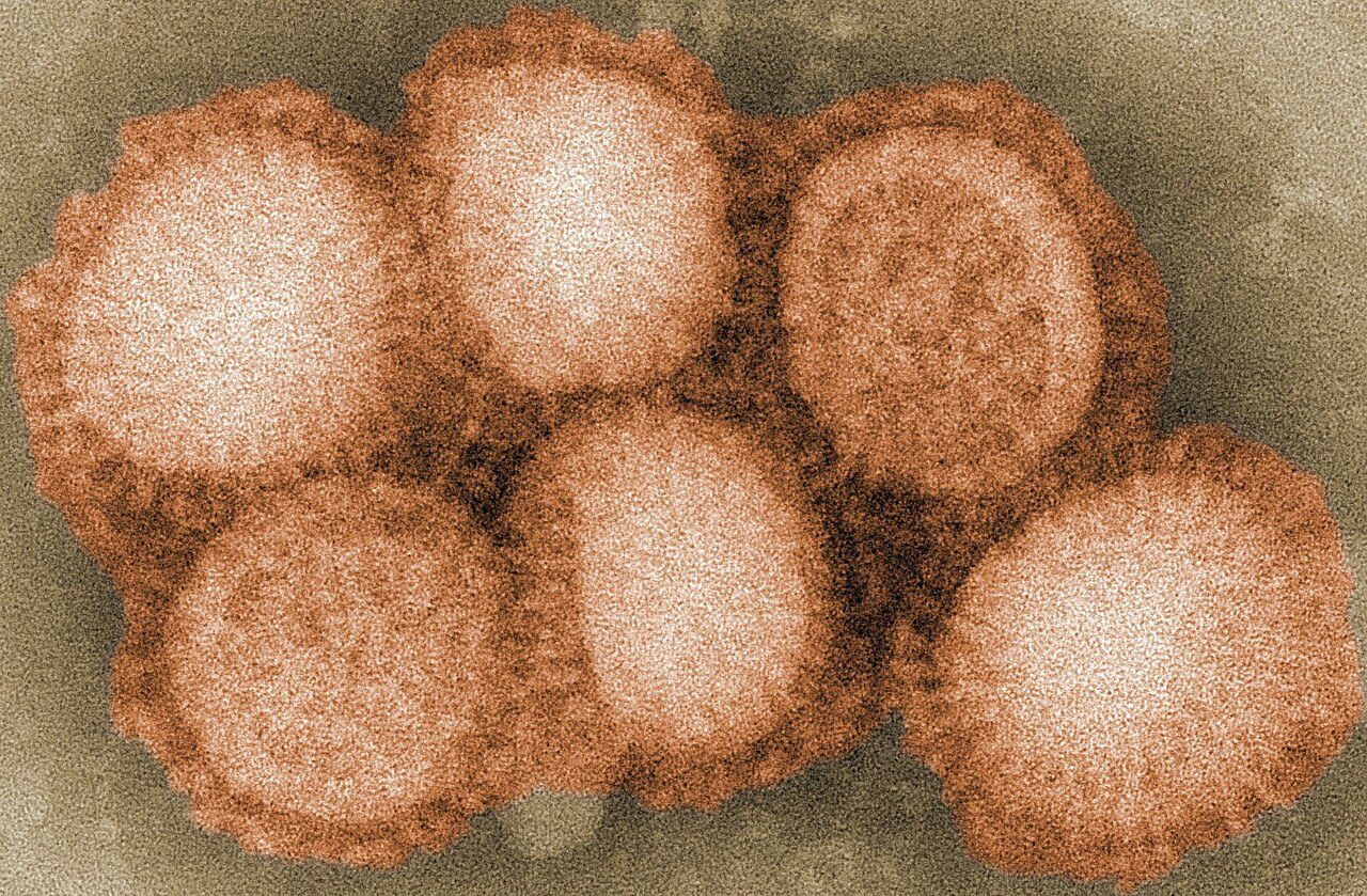 ไข้หวัดนก (Avian Influenza)