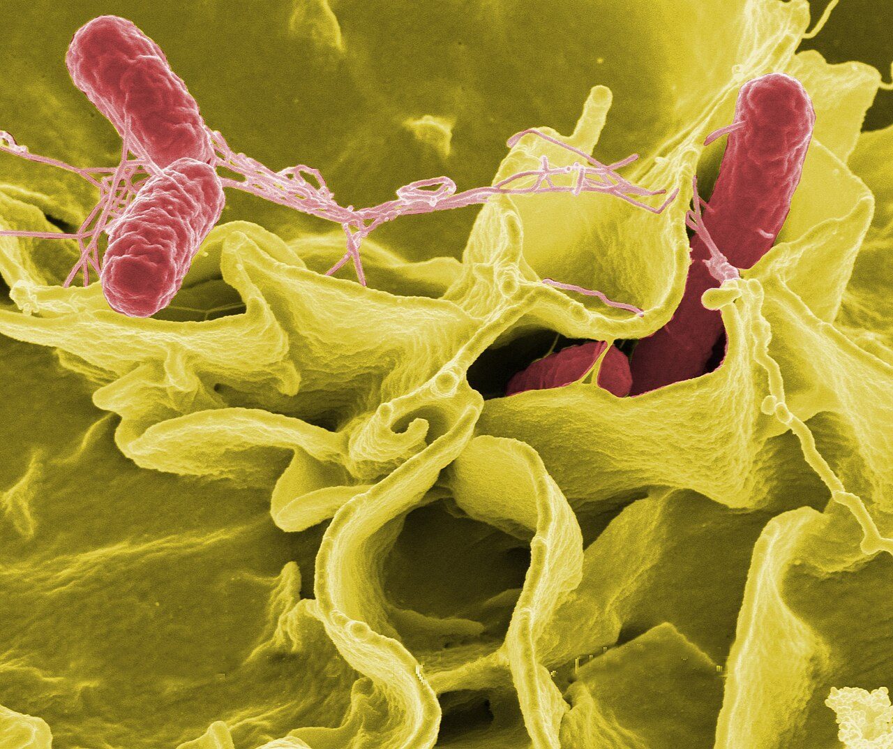 โรคซัลโมเนลโลซิส (Salmonellosis) ภัยเงียบจากการปนเปื้อนอาหารและสัตว์พาหะที่ไม่ควรมองข้าม
